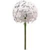 Allium- lille- hvid